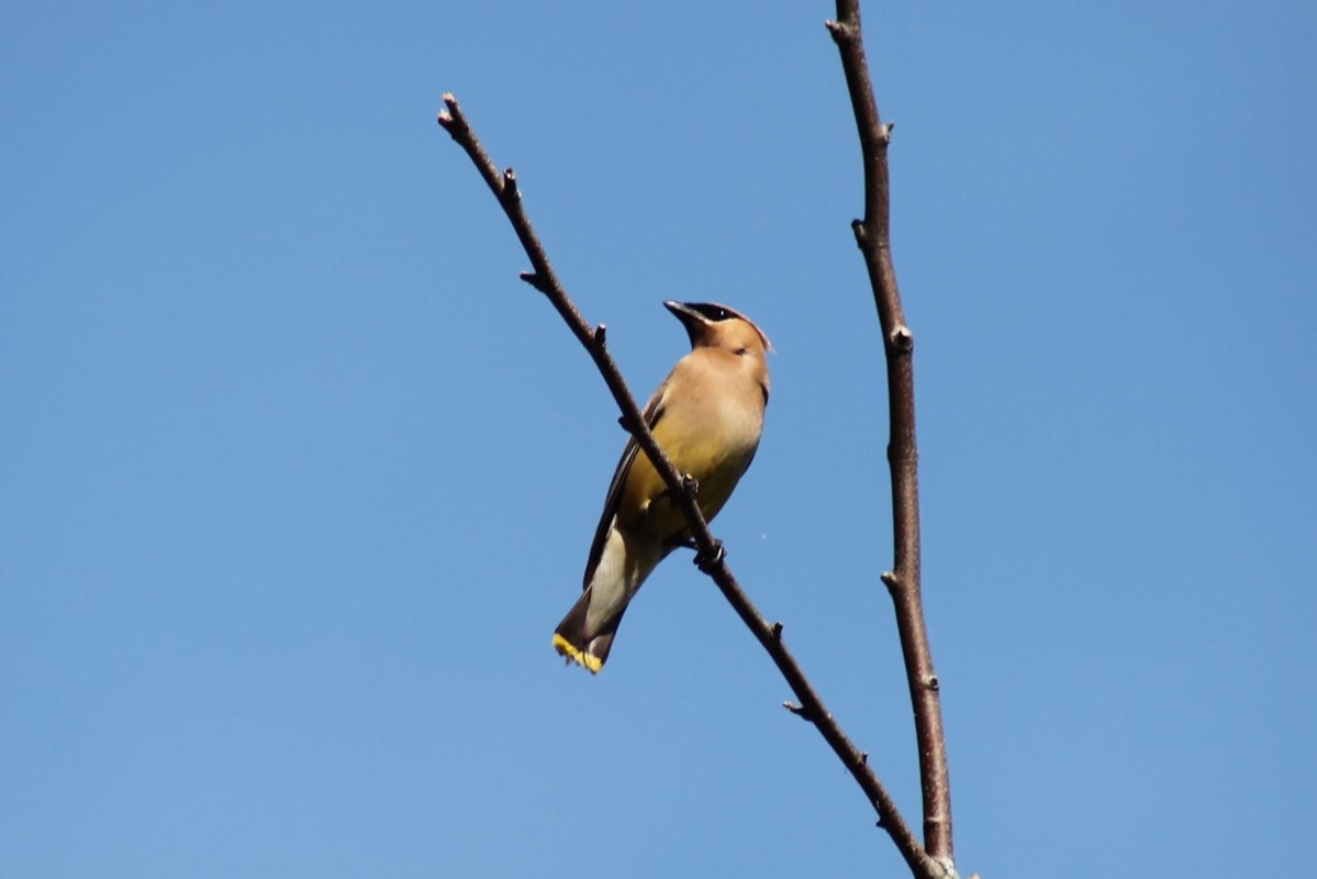A small bird on a tree branch