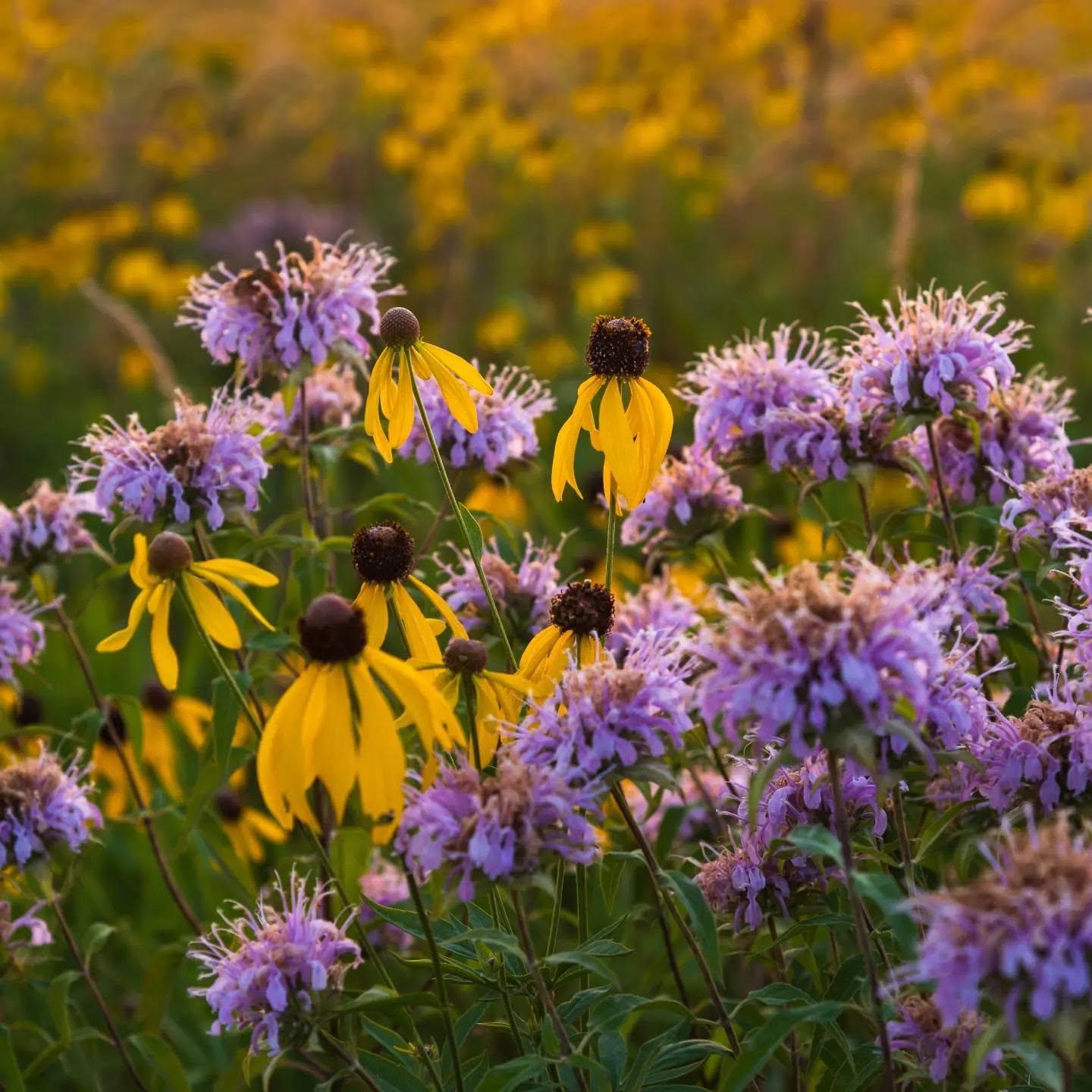 Iowa Prairie Network Guided Norh Unit Prairie Hike