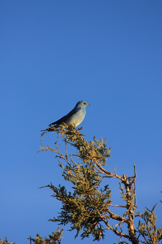 Mountain bluebird sitting on the top of a juniper tree