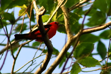 a bright red and black bird perched on a branch