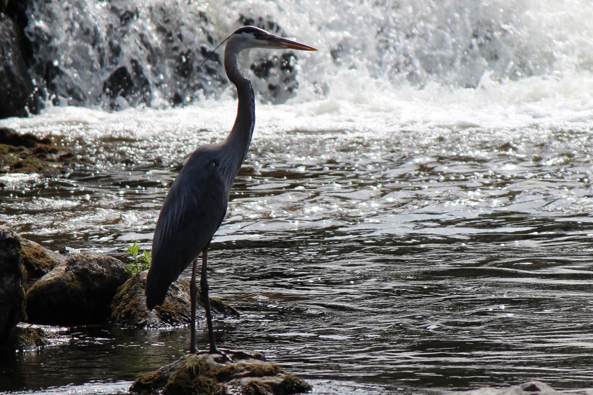 A heron stands in the water searching for a fish