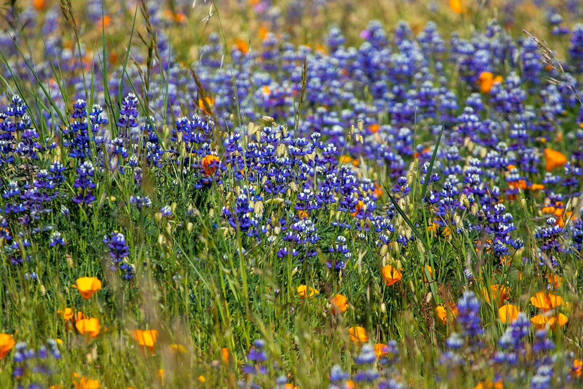 A grassy field of purple lupine and orange poppy flowers.