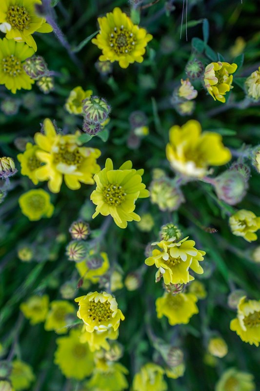 Green stemmed yellow flowers.