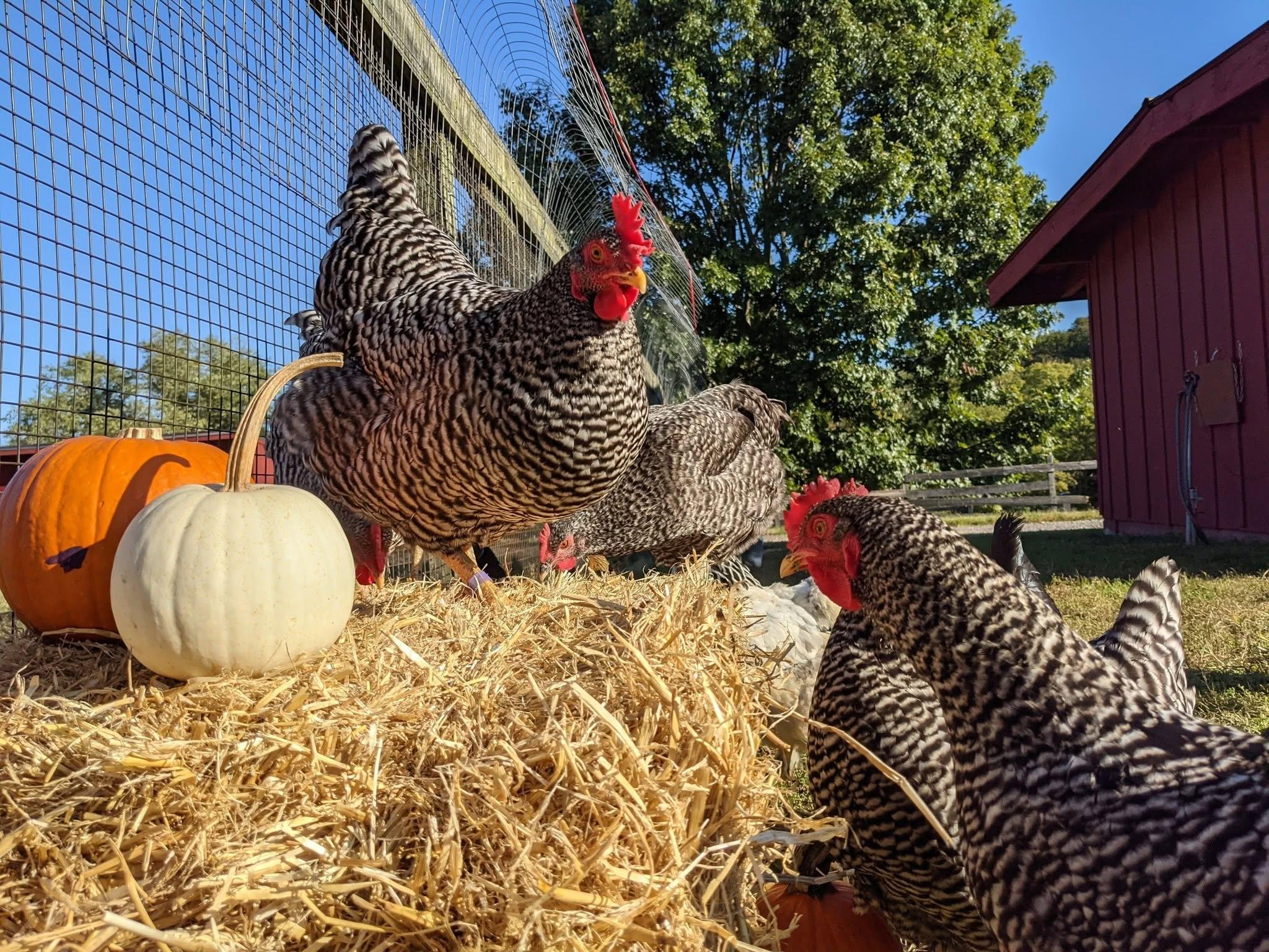 Multiple black and white striped chickens on top of or next to a hay bale with two small pumpkins.
