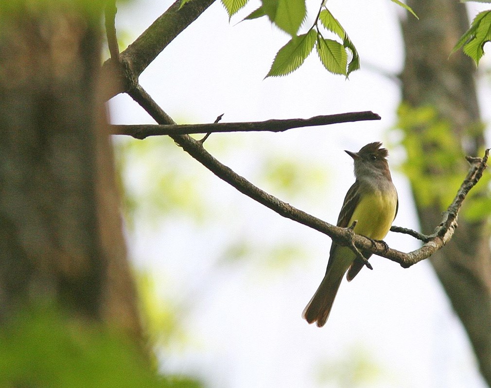 Great-crested Flycatcher on a branch