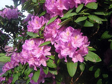 rhododendron bloom
