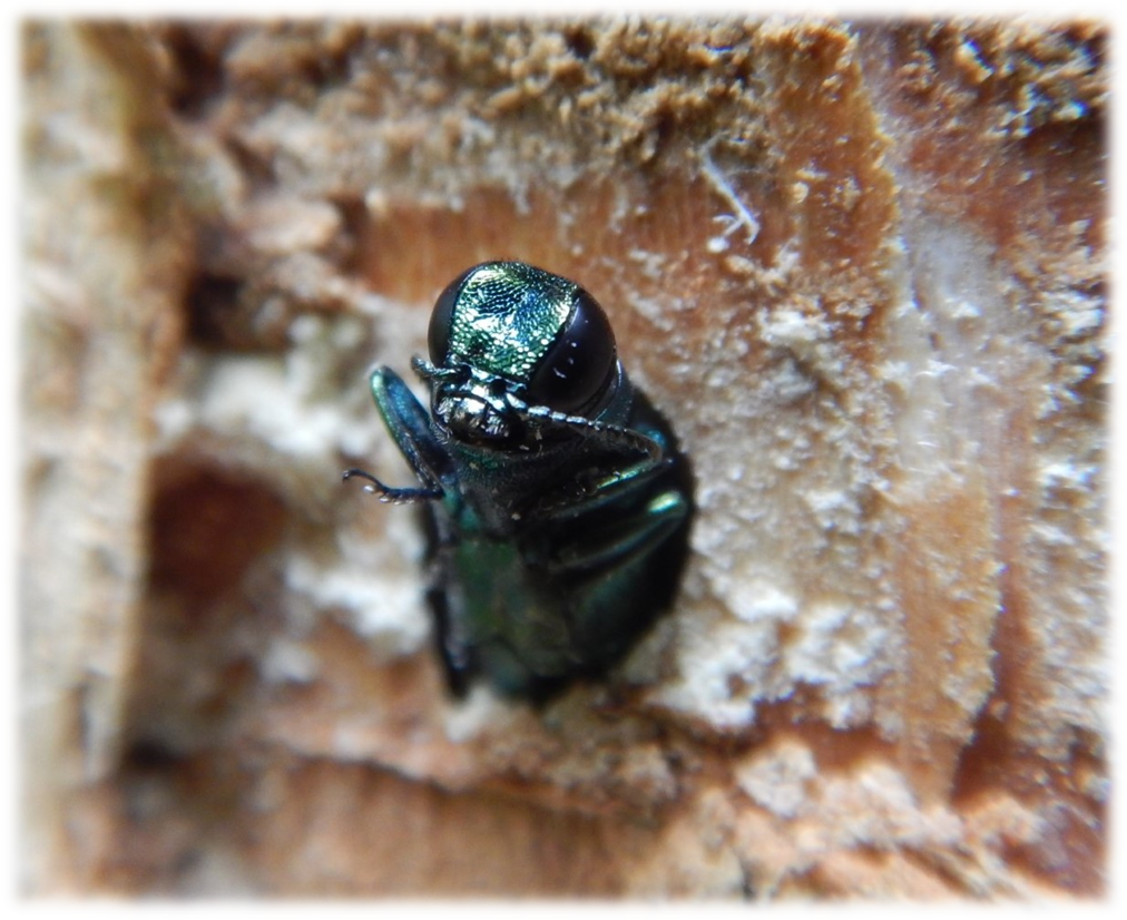 A blue-green bug
