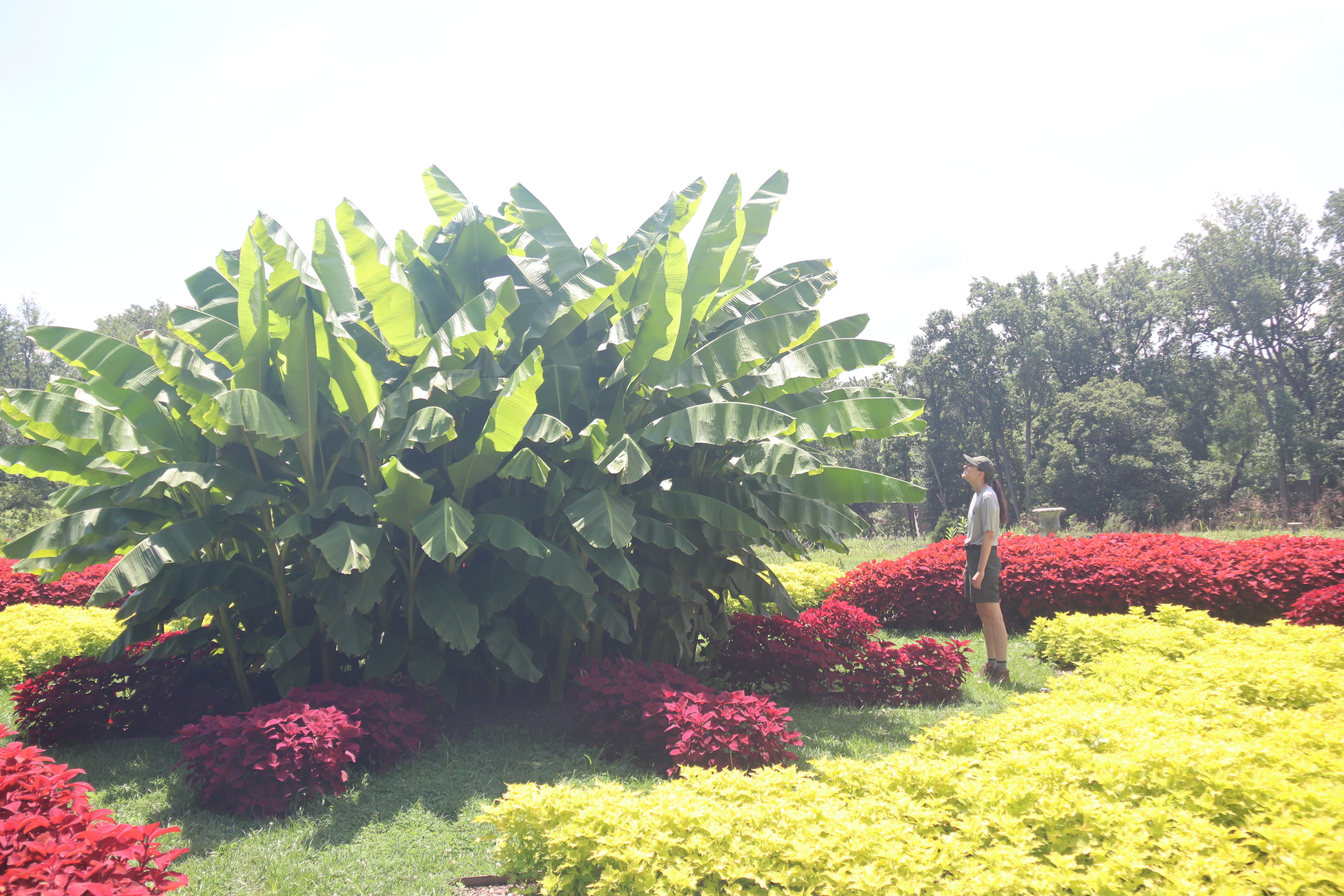 Person in the parterres with the tall banana plant, and vibrant coleuses, red and lime green; NPS