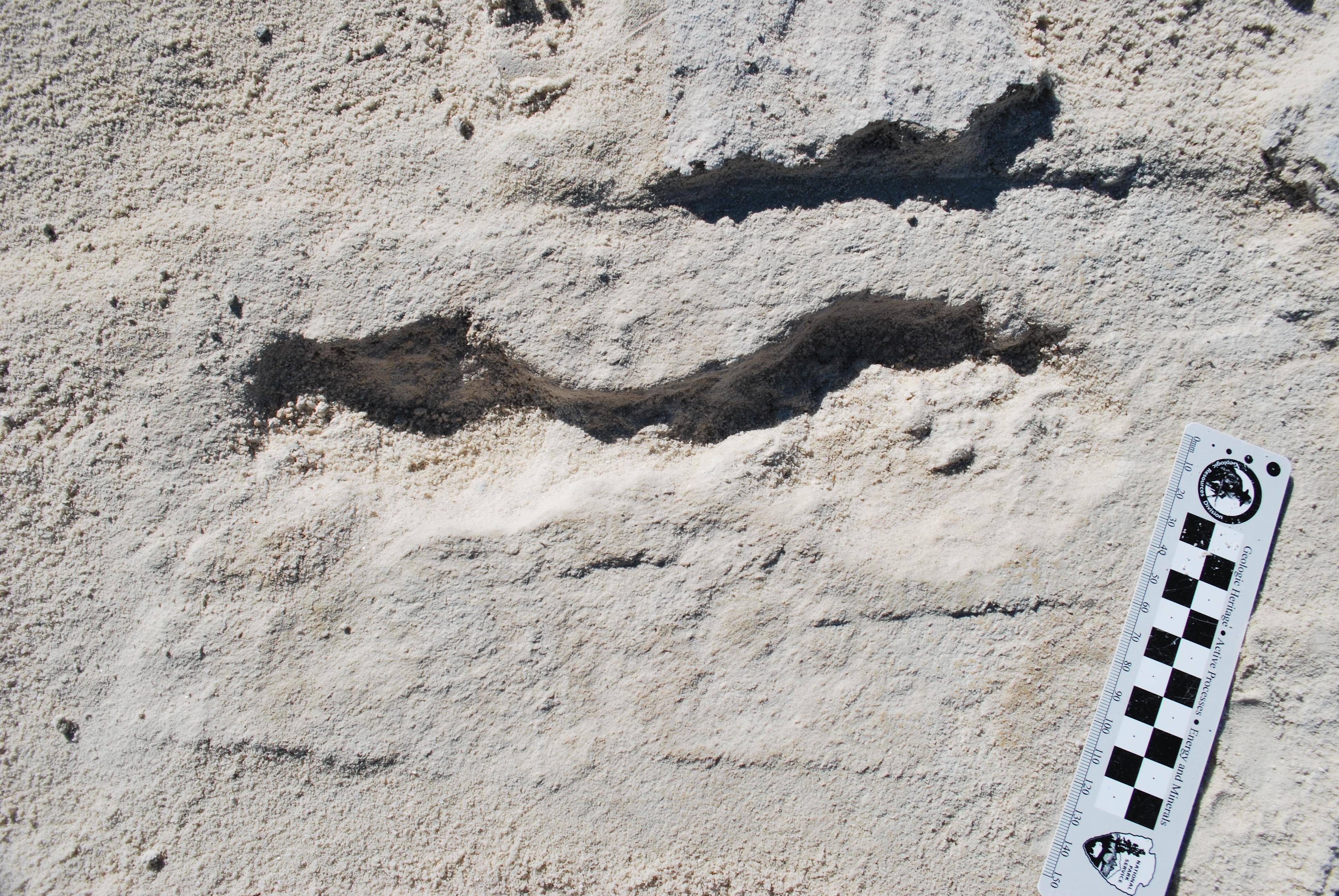 Fossilized human footprint in desert soil