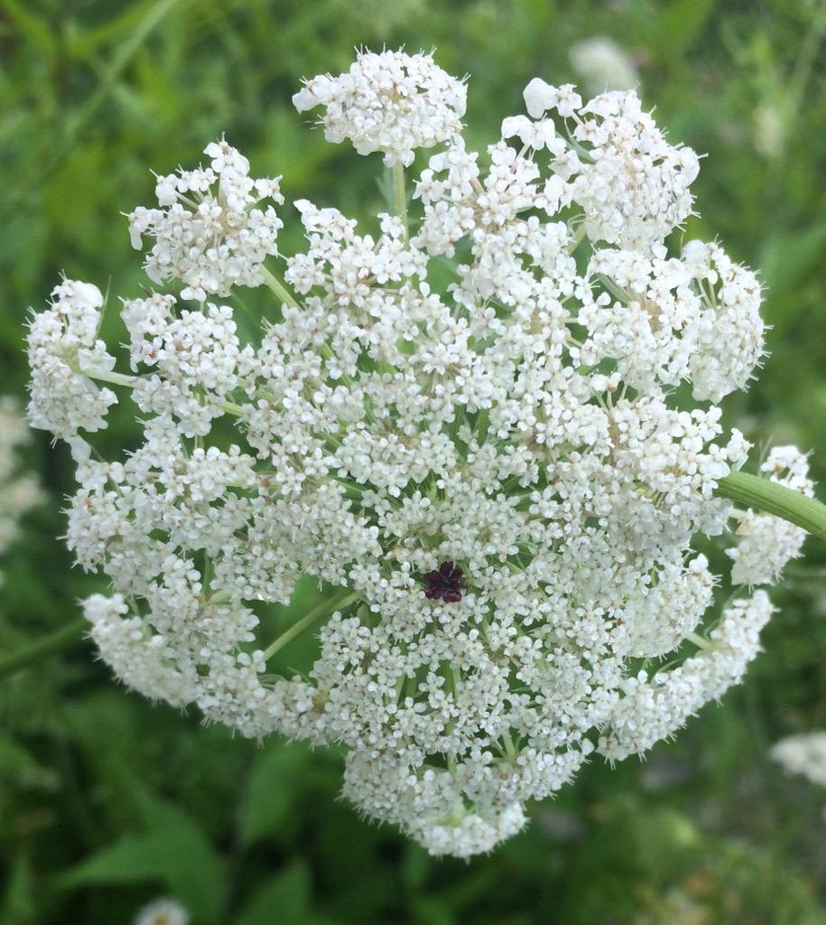 A Wild Carrot rooted in the ground along the Blue Ridge Parkway