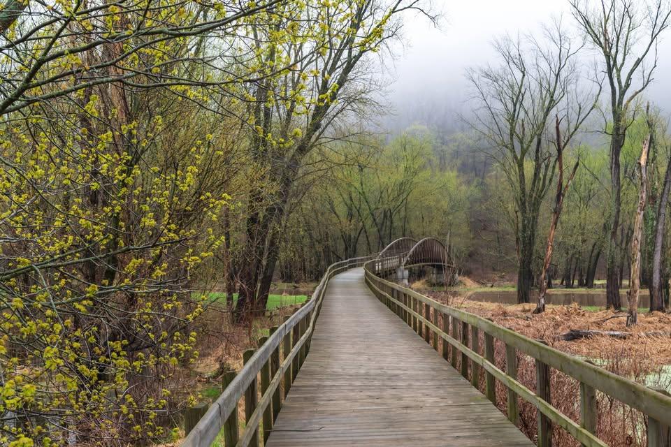 Image of a wooden boardwalk leading through trees starting to green in the fog.
