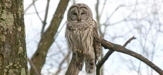 A grey owl sitting on a branch in a tree.