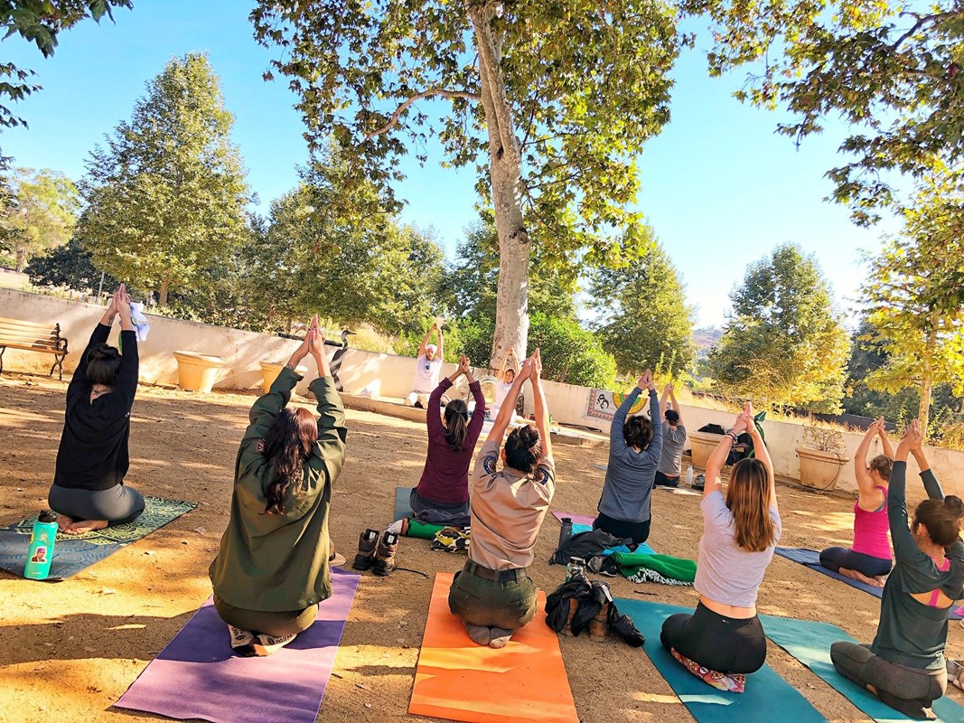 Yoga participants pose under the shade of trees