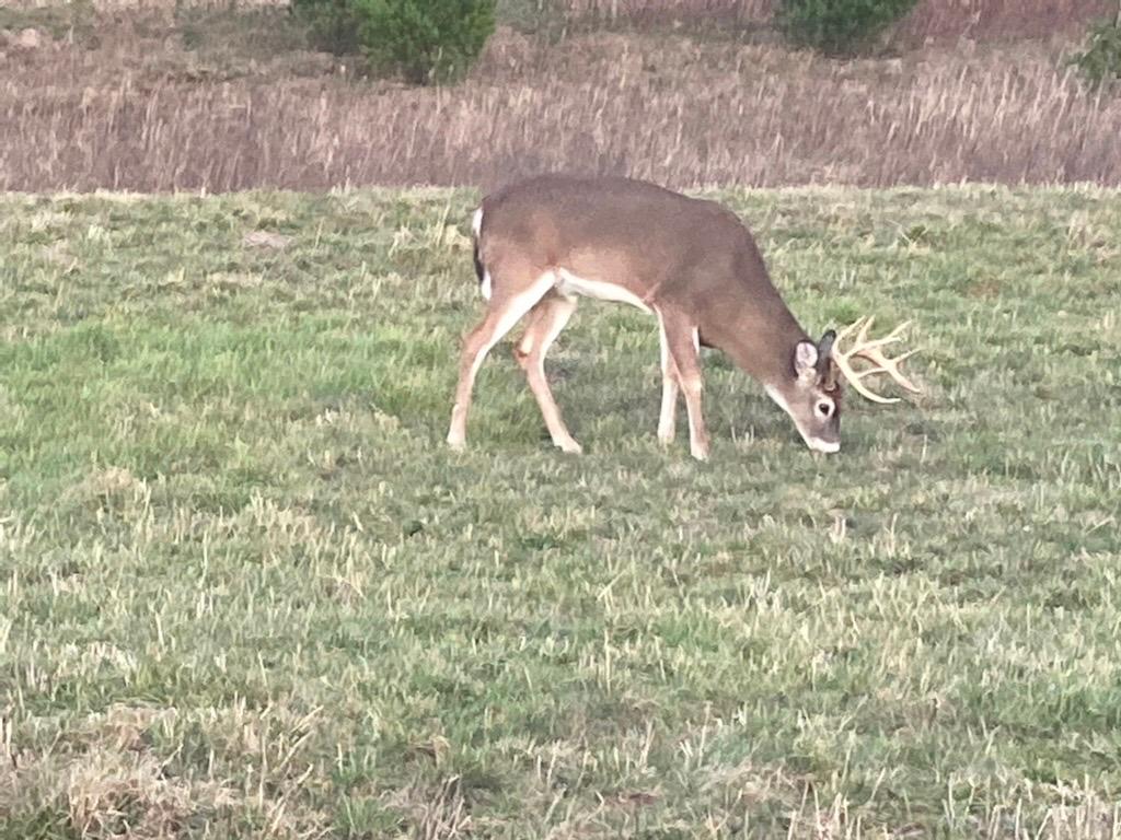 A Whitetail deer (buck) grazes along on the Blue Ridge Parkway