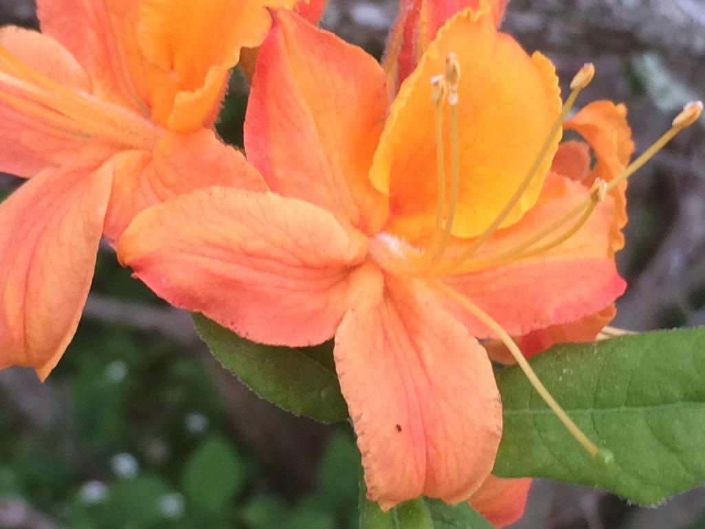 A Flame Azalea shows its vibrant orange color on the Blue Ridge Parkway