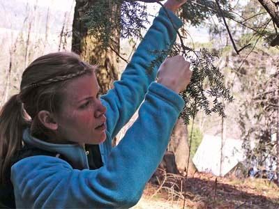 Program participants looks for Woolly Adelgid