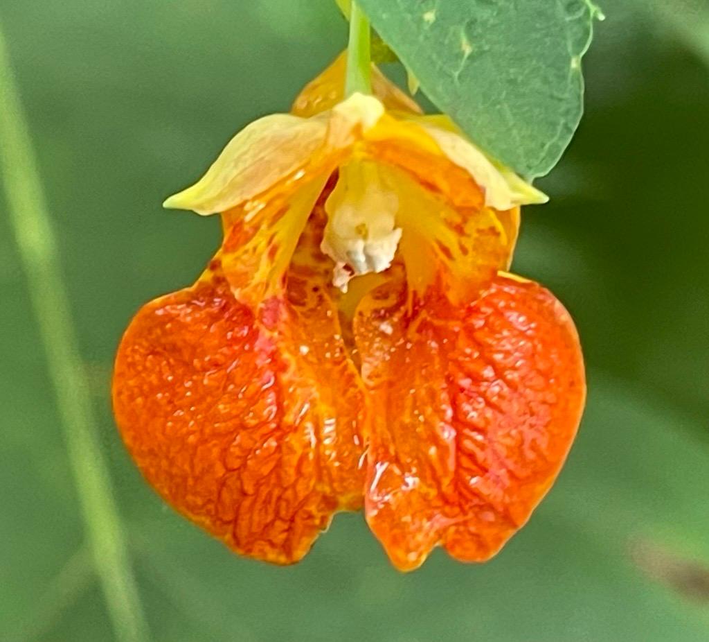 An Orange Jewelweed rooted in Doughton Park on the Blue Ridge Parkway