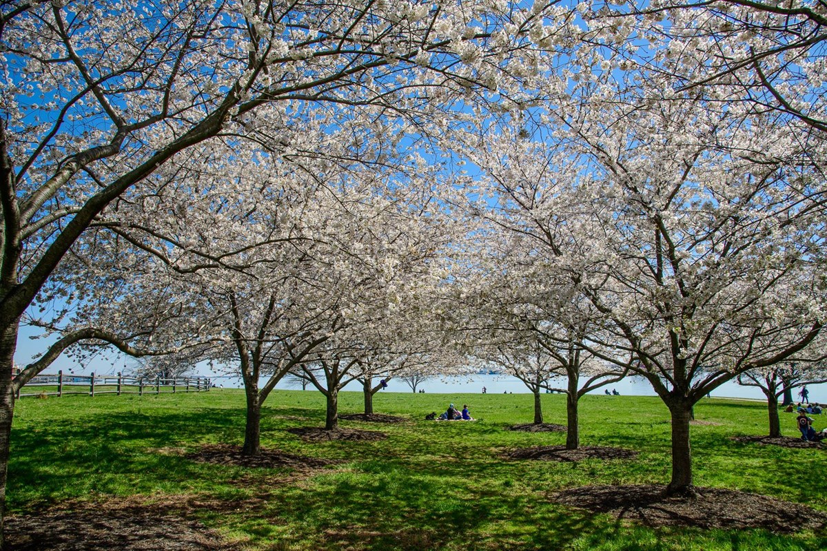 visitors sitting on a blanket amidst blossoming cherry trees
