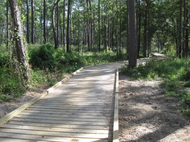 A wooden boardwalk winds its way through a tall pine forest. On sides of the trail are green shrubs.
