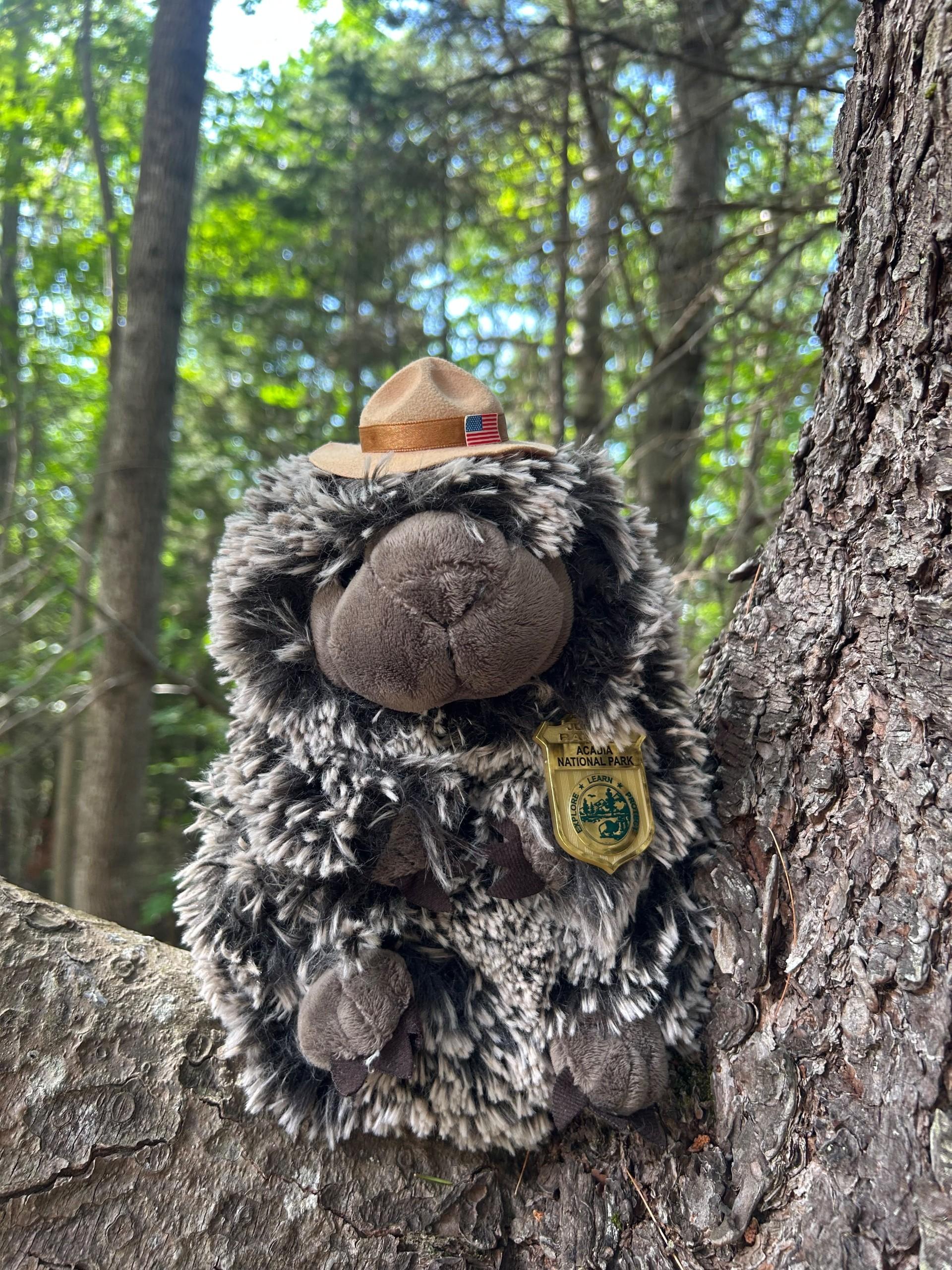 What's the Porcu-point?: Porcupines in Acadia
