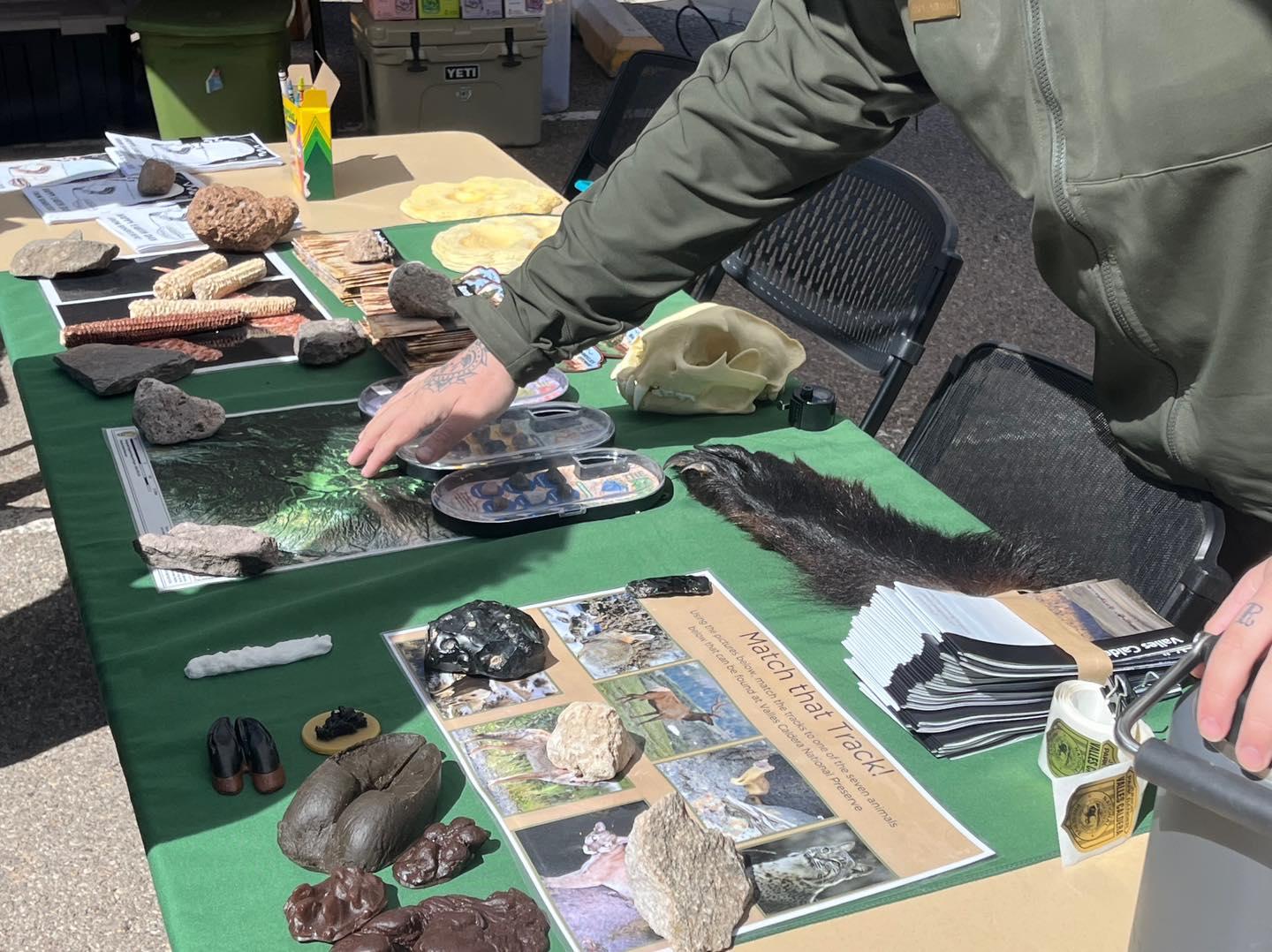 A park ranger's hands pointing to images and specimens on an outreach table.