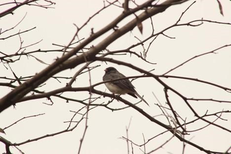 a small gray bird perches on a tree branch.