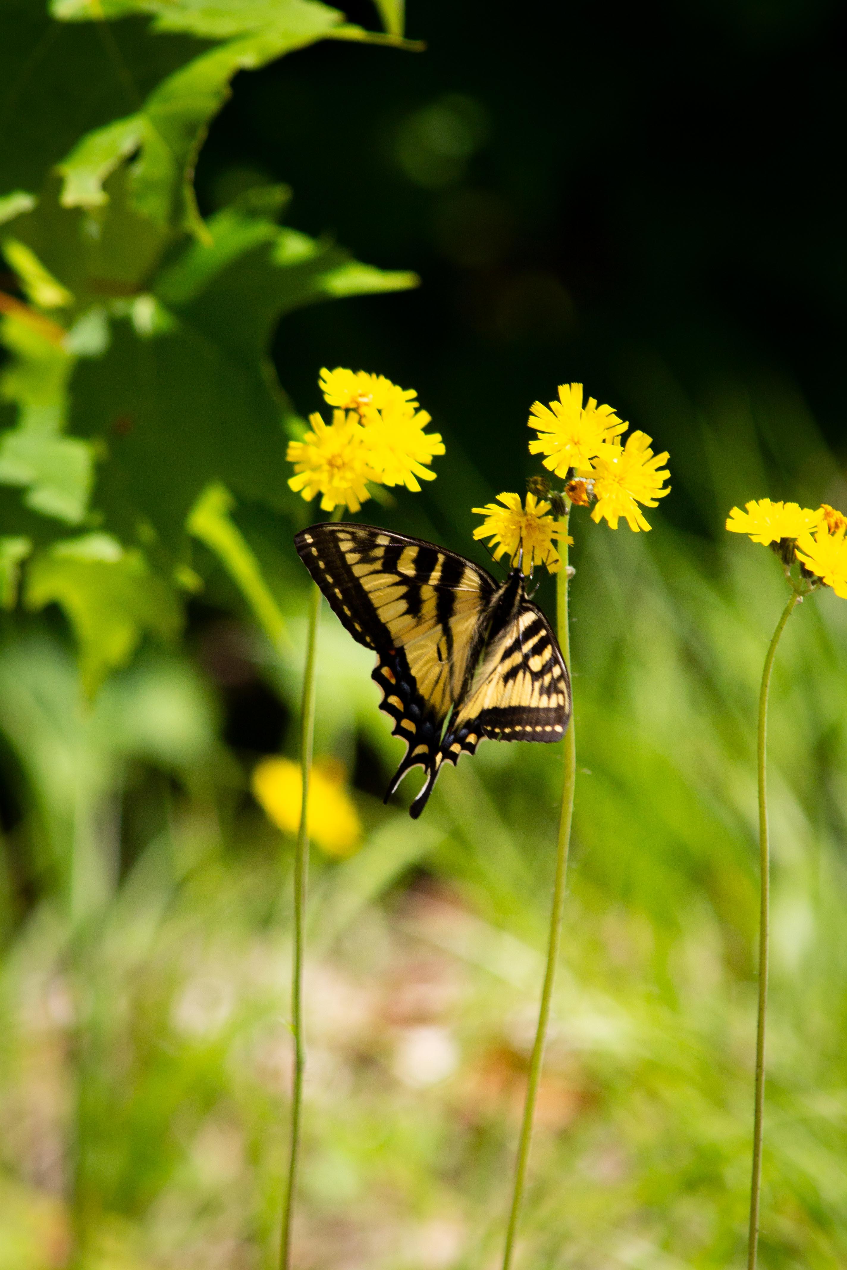 A black and yellow butterfly on a yellow flower.