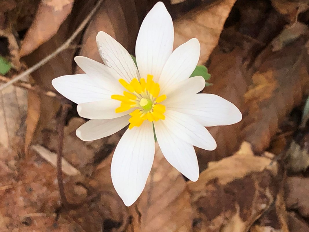A brilliant white wildflower in bloom