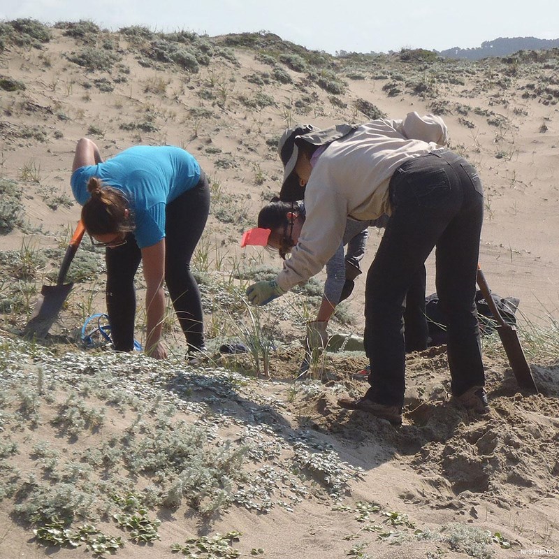 Three volunteers removing invasive plants from sand dunes.
