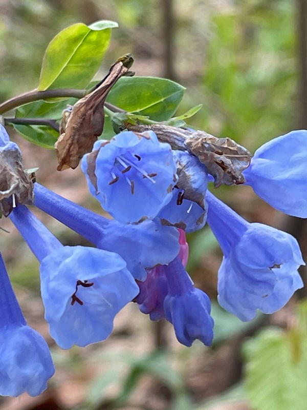 A colorful wildflower in bloom