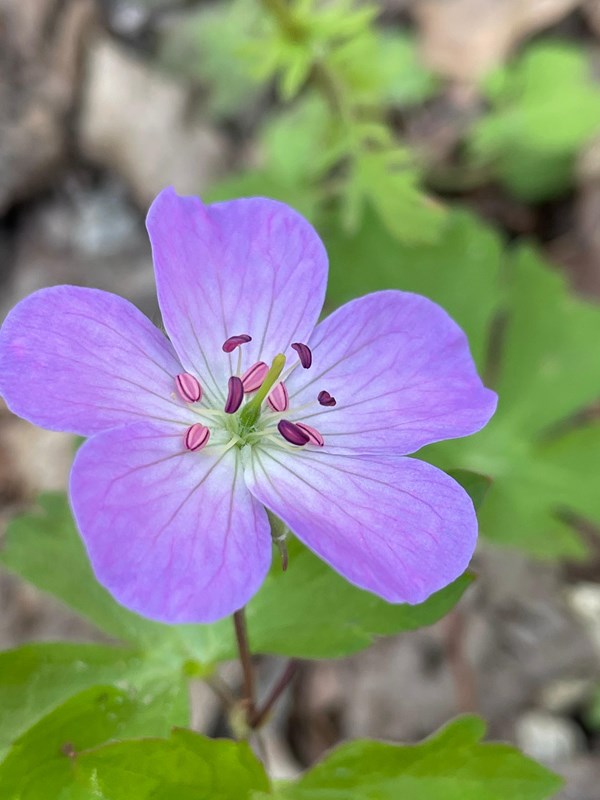 A colorful wildflower in bloom