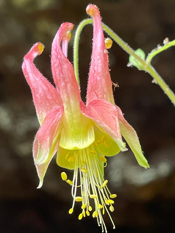 A colorful wildflower in bloom