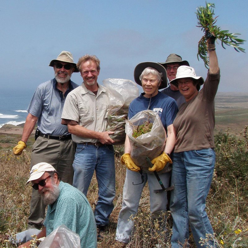 Six volunteers holding bags of invasive iceplant that they have removed.