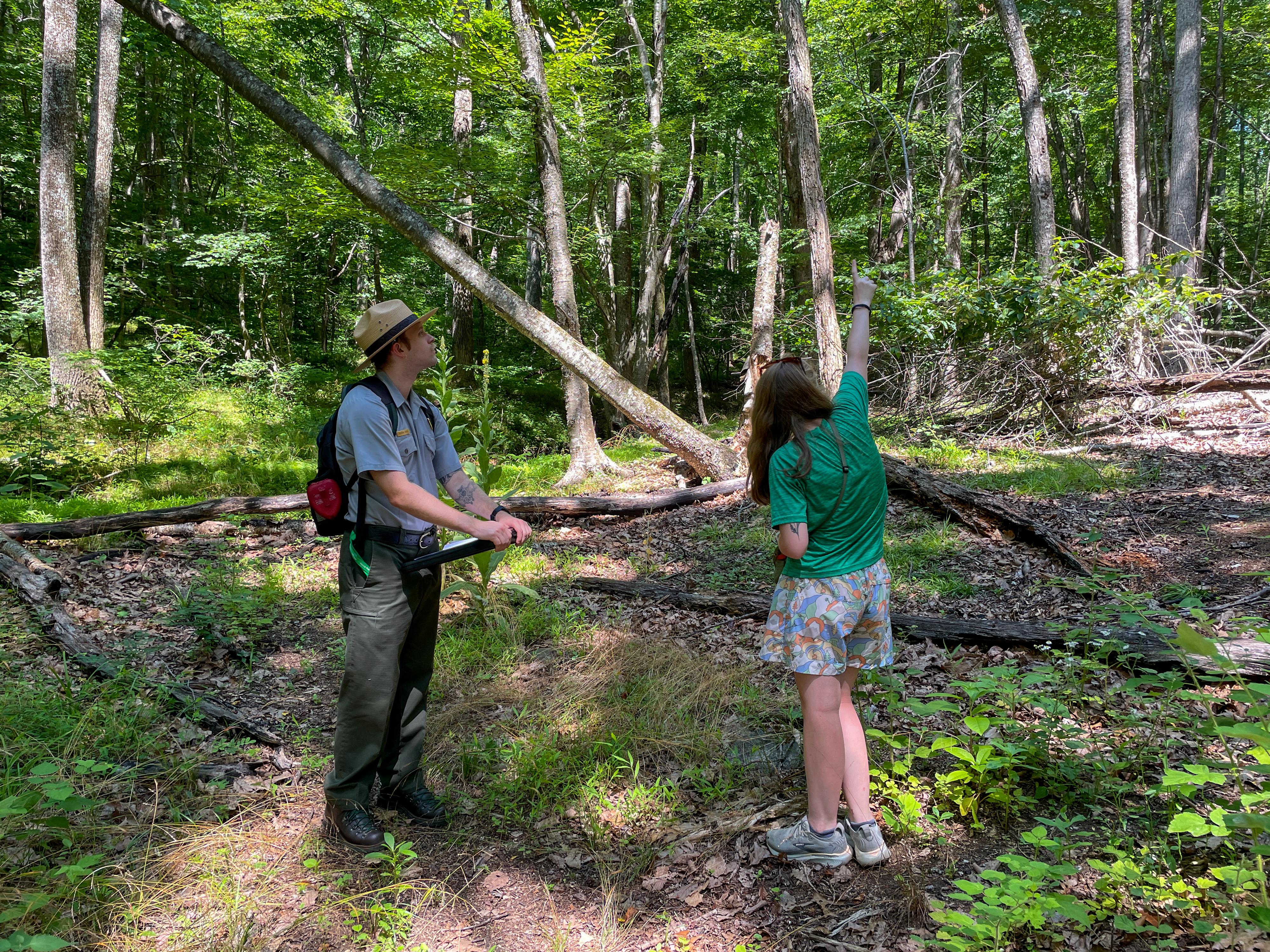 Find Your Zen: Forest Bathing Walk (Peaks of Otter Visitor Center - Milepost 86)