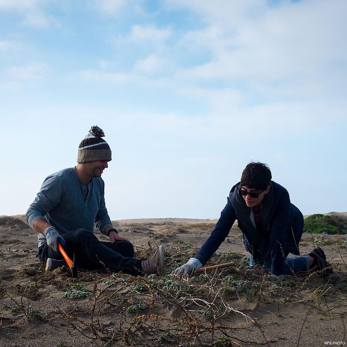 Two volunteers removing invasive sea rocket from among native dune vegetation.