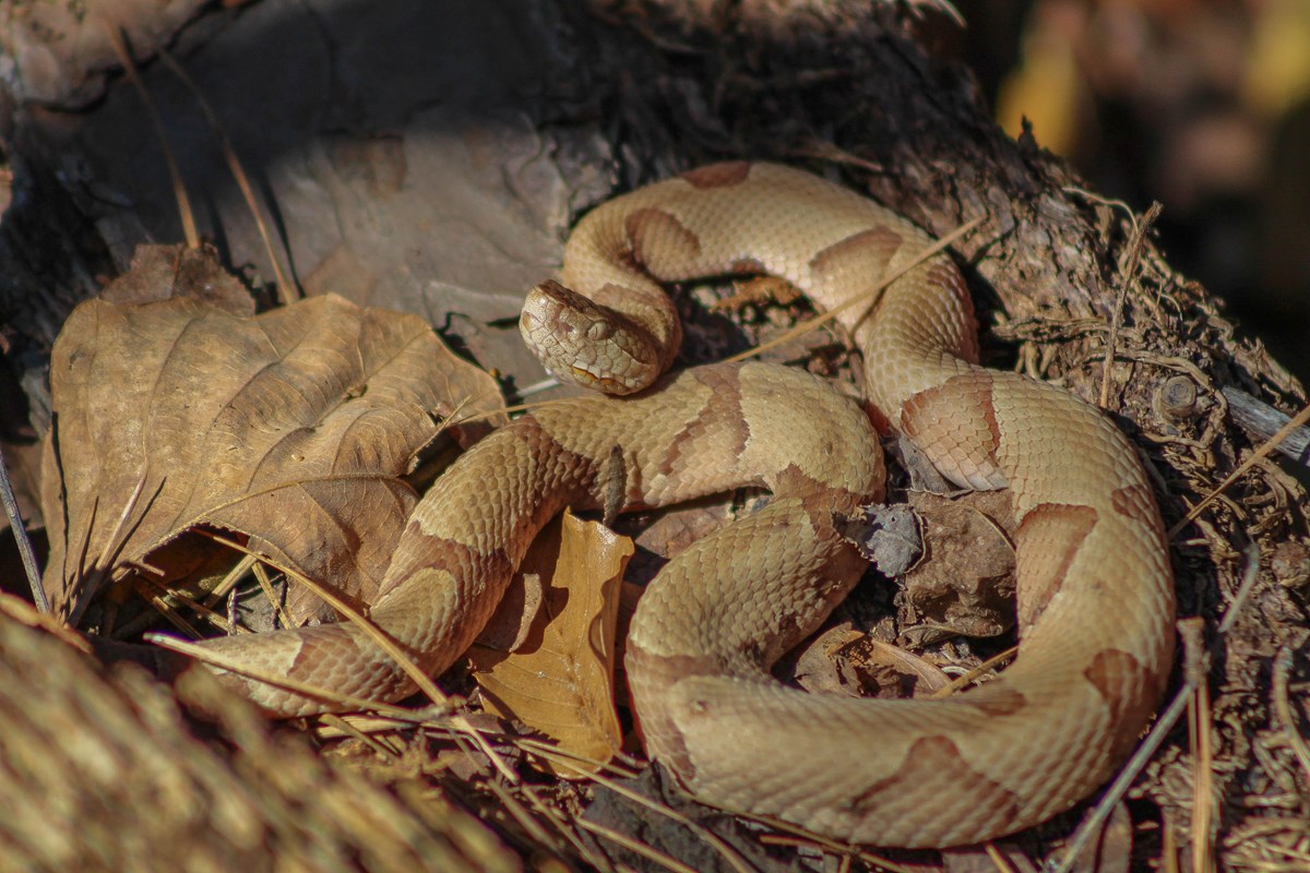 A pale brown copperhead snake coiled among some pine needles and brush.