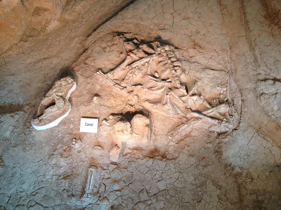 In situ fossil remains of a camel discovered at Waco Mammoth National Monument
