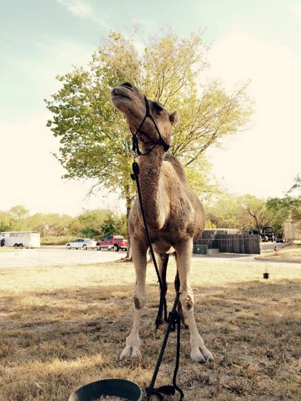 A camel stands in front of a tree and looks up to the sky. Parked cars are in the background.