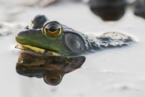 An American bullfrog lying in wait.