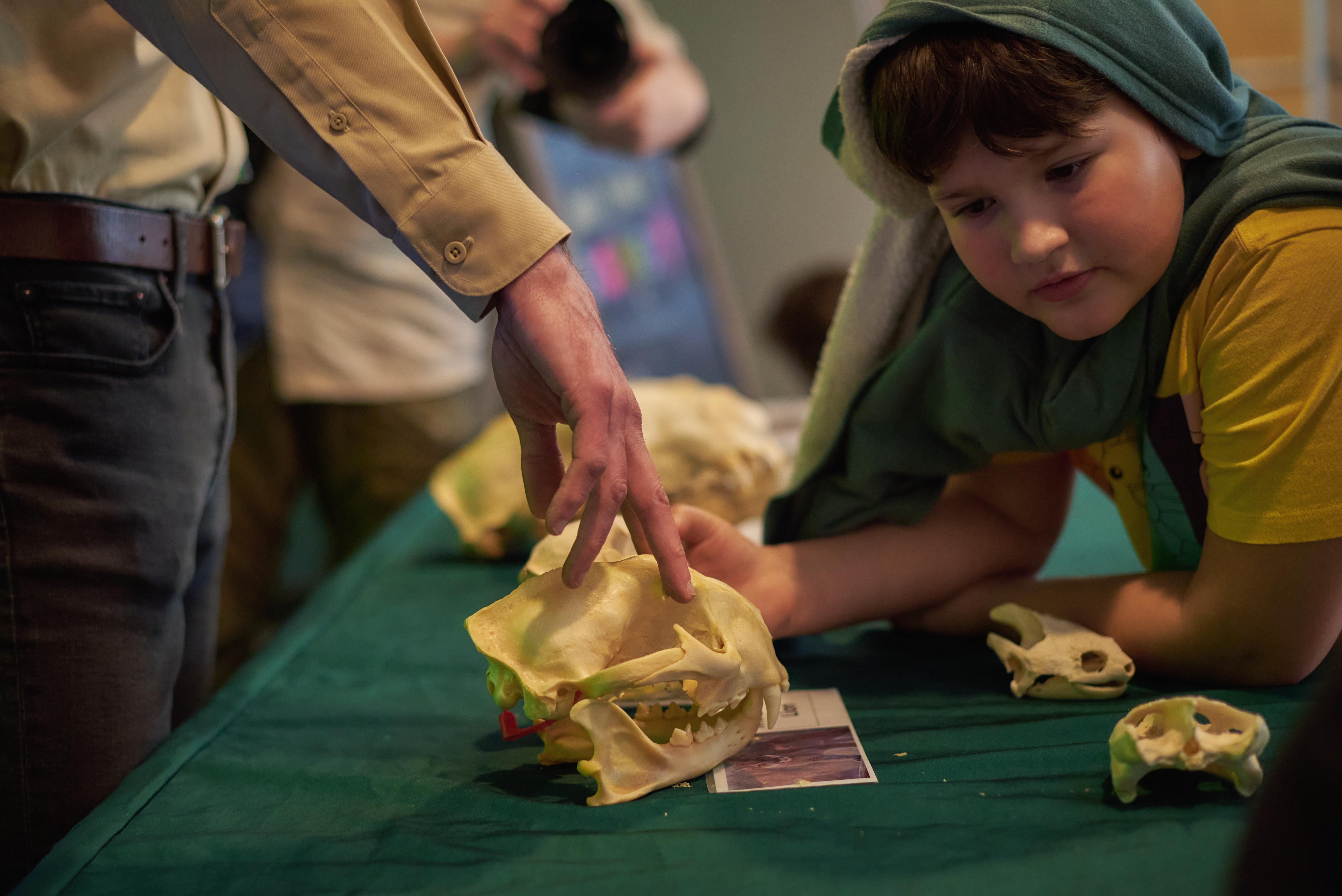 A young visitor looks at animal skulls on a table