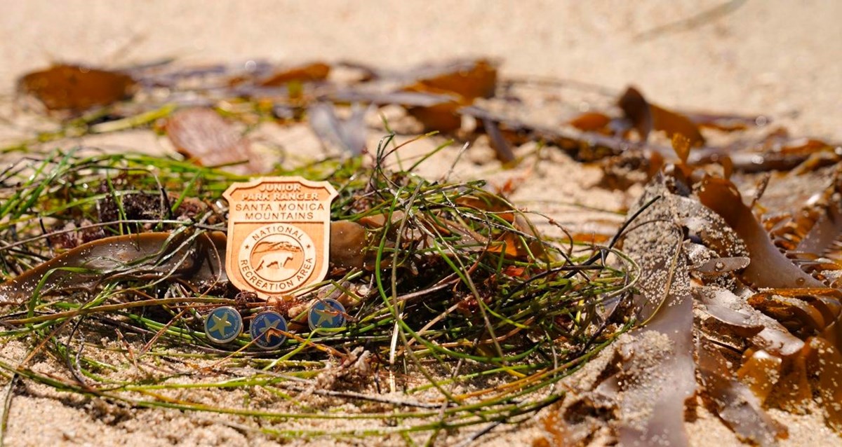 Wooden junior ranger badge sitting in a pile of kelp on a beach.