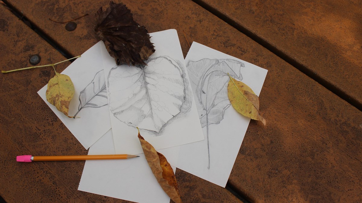 white sheets of paper with pencil sketches sit on a table top with fallen tree leaves and a pencil.