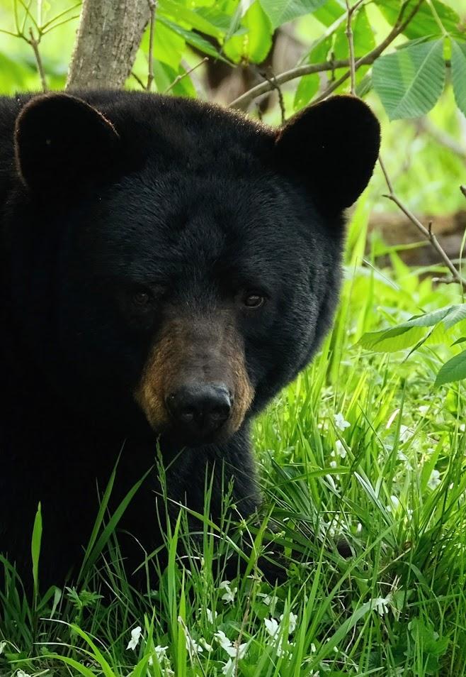 A black bear's face