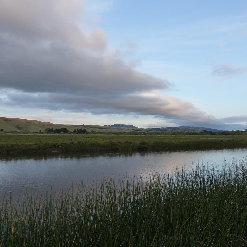 A broad, placid creek flows past tule in the foreground with a flat, green wetland beyond the creek.
