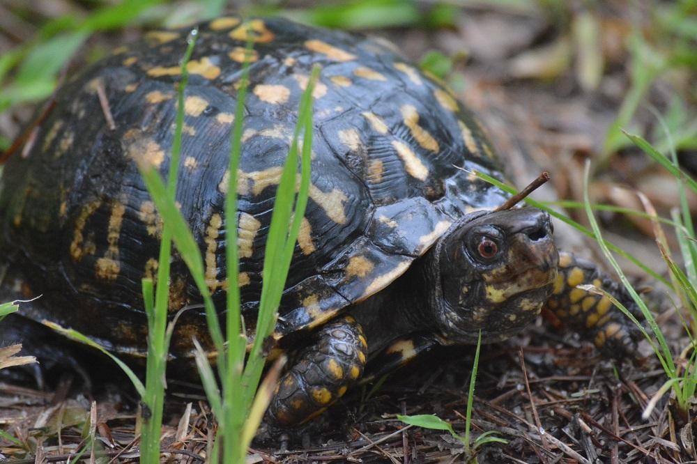 Turtle with dark shell and yellowish marking, head out of its shell walking through grass.