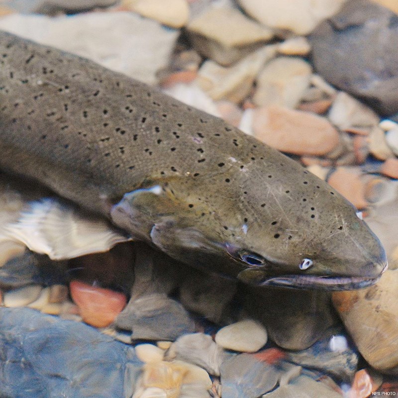 A close-up photo of the front end of a grayish-green spotted fish in shallow water.