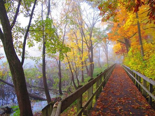 Image of a boardwalk surrounded by fall leaves and fog.