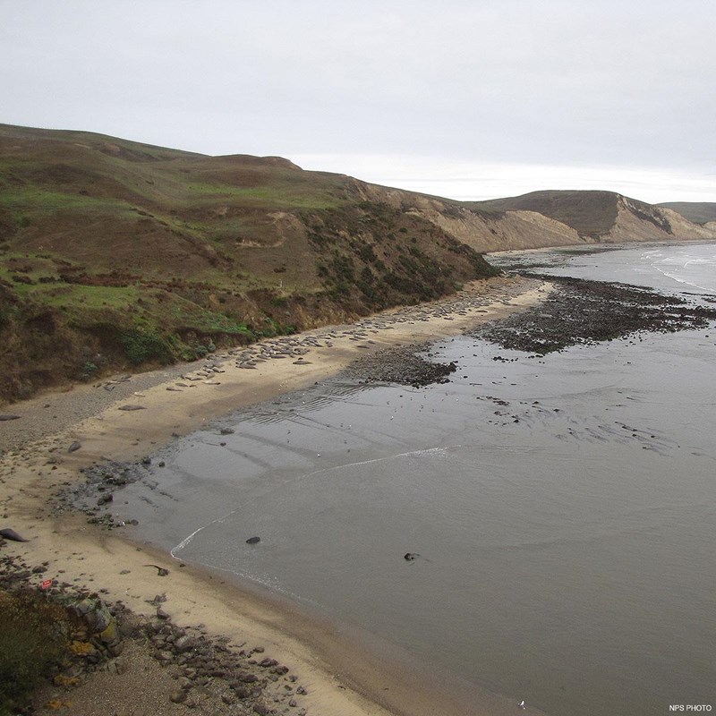 Dozens of elephant seals hauled out at the water's edge on a sandy beach at the base of bluffs.
