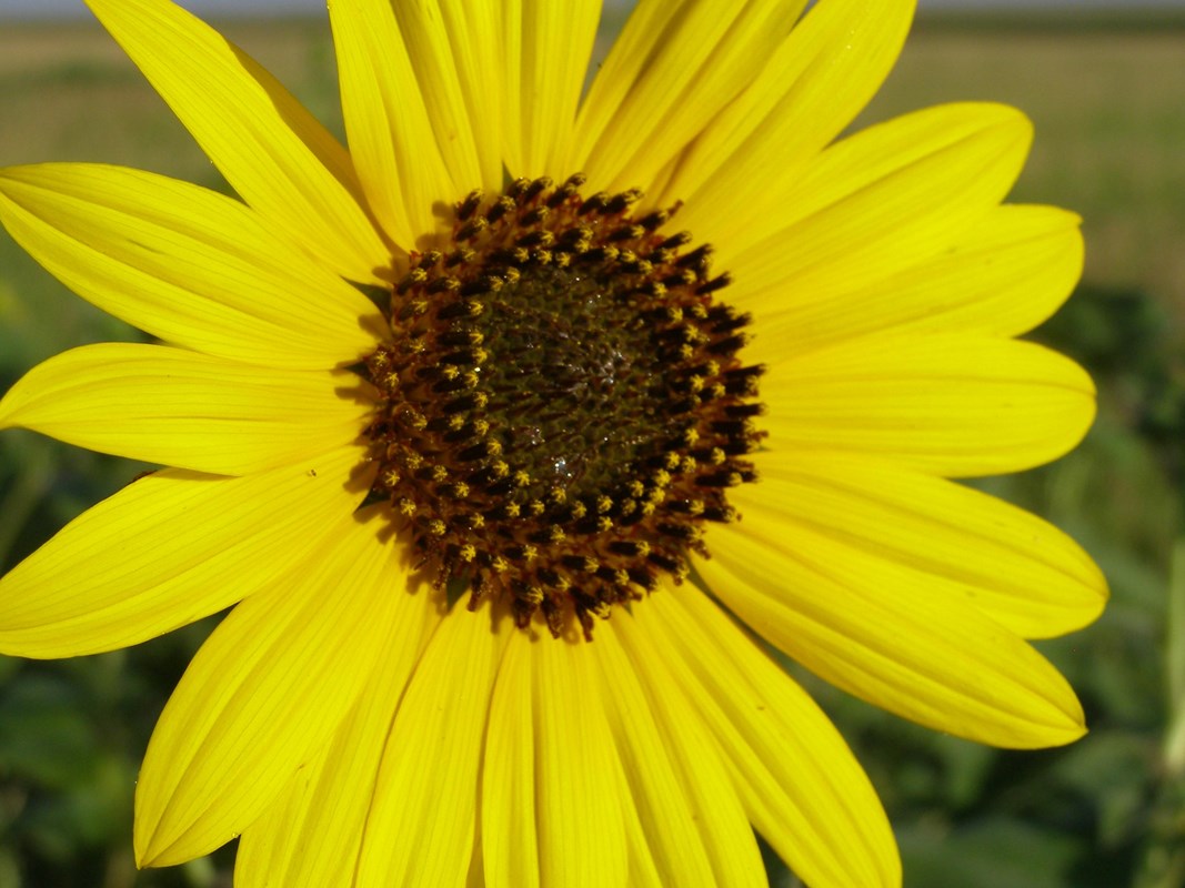 Close up view of a sunflower