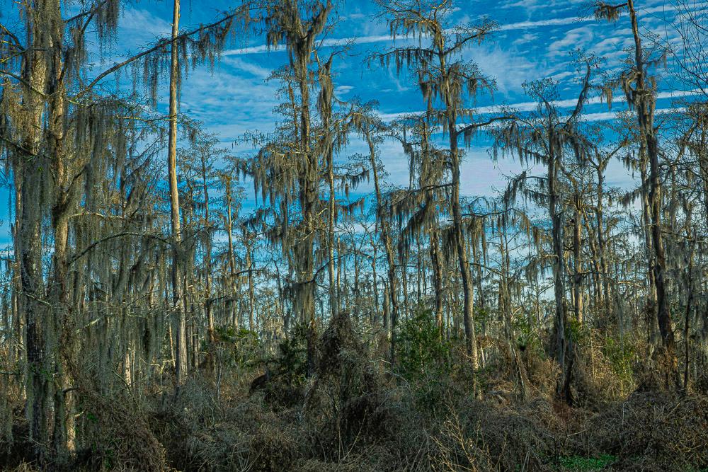 Line of cypress tree covered in Spanish moss against a blue sky